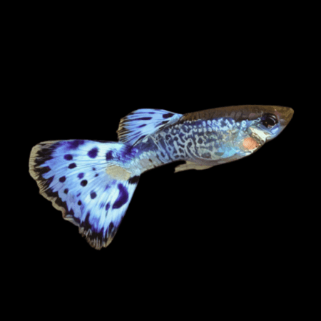 Blue Leopard Male Guppy 3cm