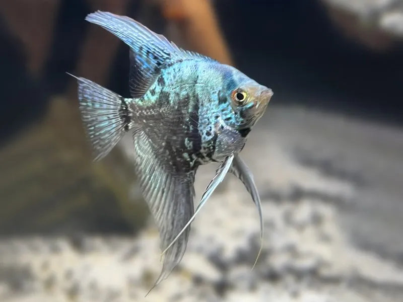 Blue Leopard Angelfish 5cm