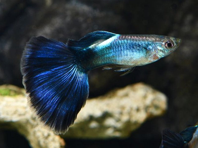 Crystal Blue Guppy 3.5cm