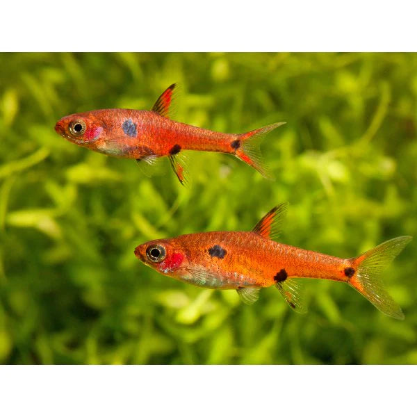 Three Spotted Dwarf Rasbora 1.5cm