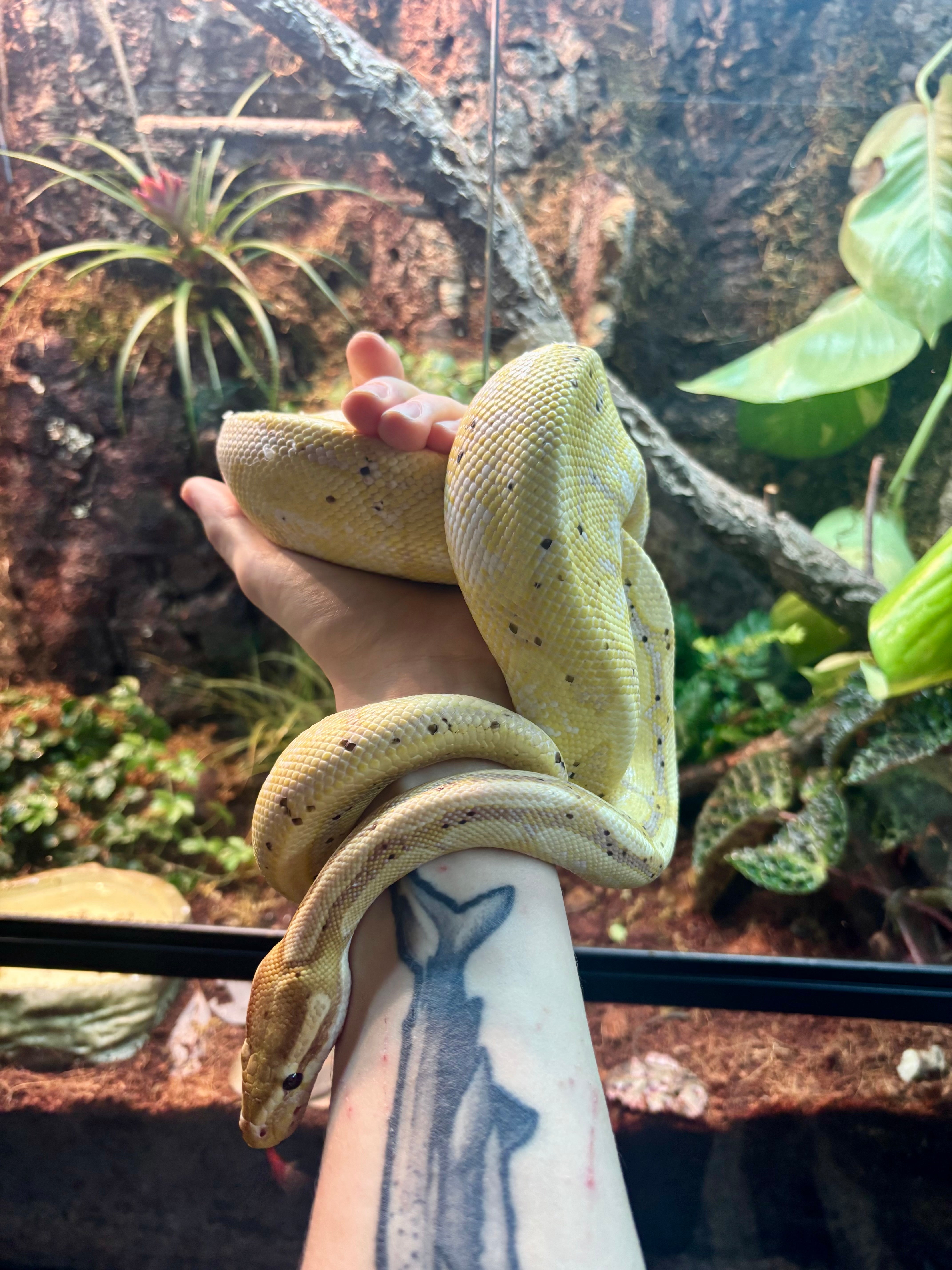 Banana Calico Royal Python Banana Calico Yellow Belly Python CB24 - Male