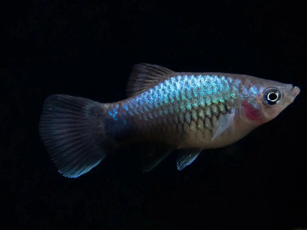 Neon Blue Mickey Mouse Platy 4cm