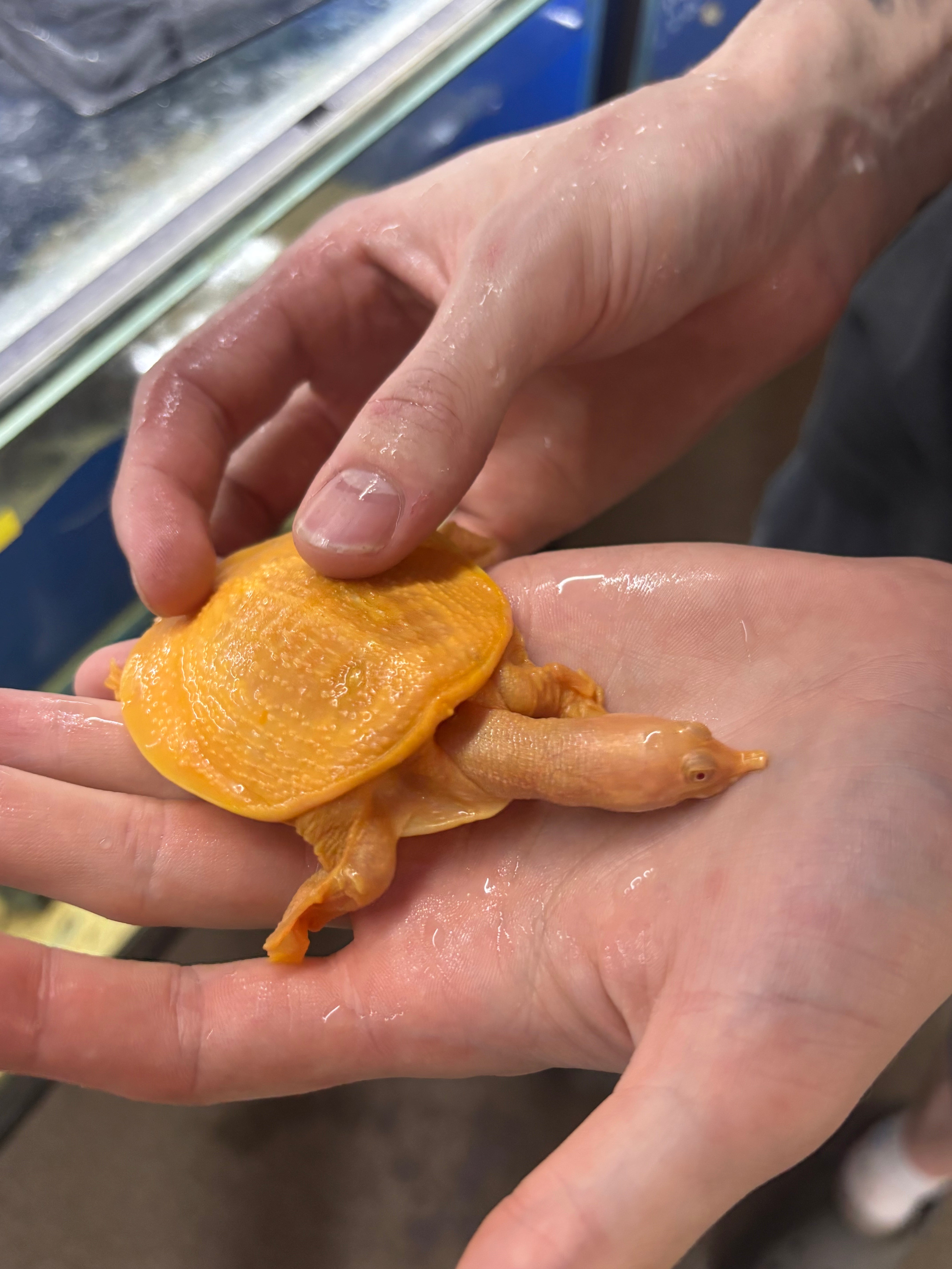 Albino Softshell Turtle 8cm