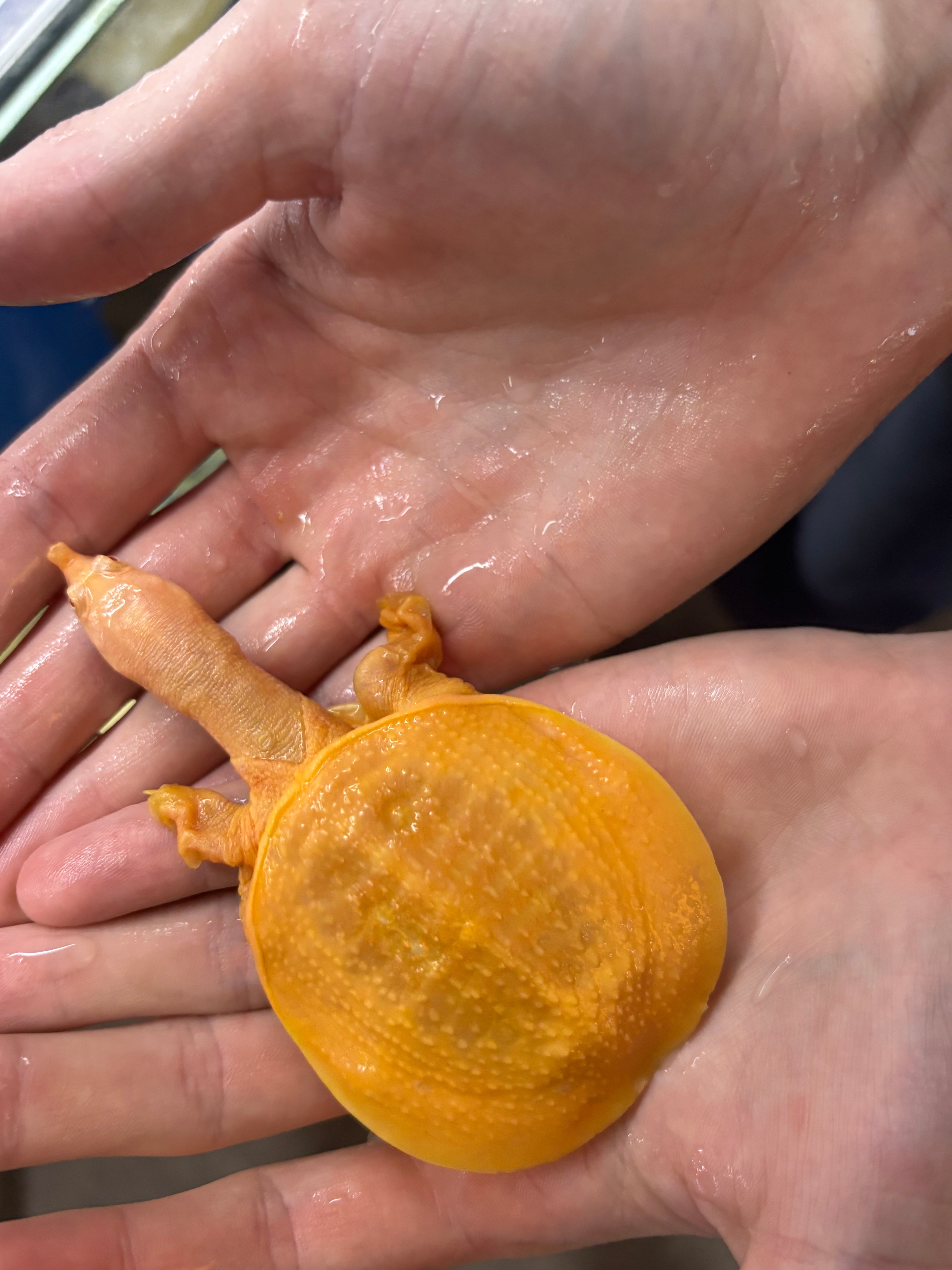 Albino Softshell Turtle 8cm