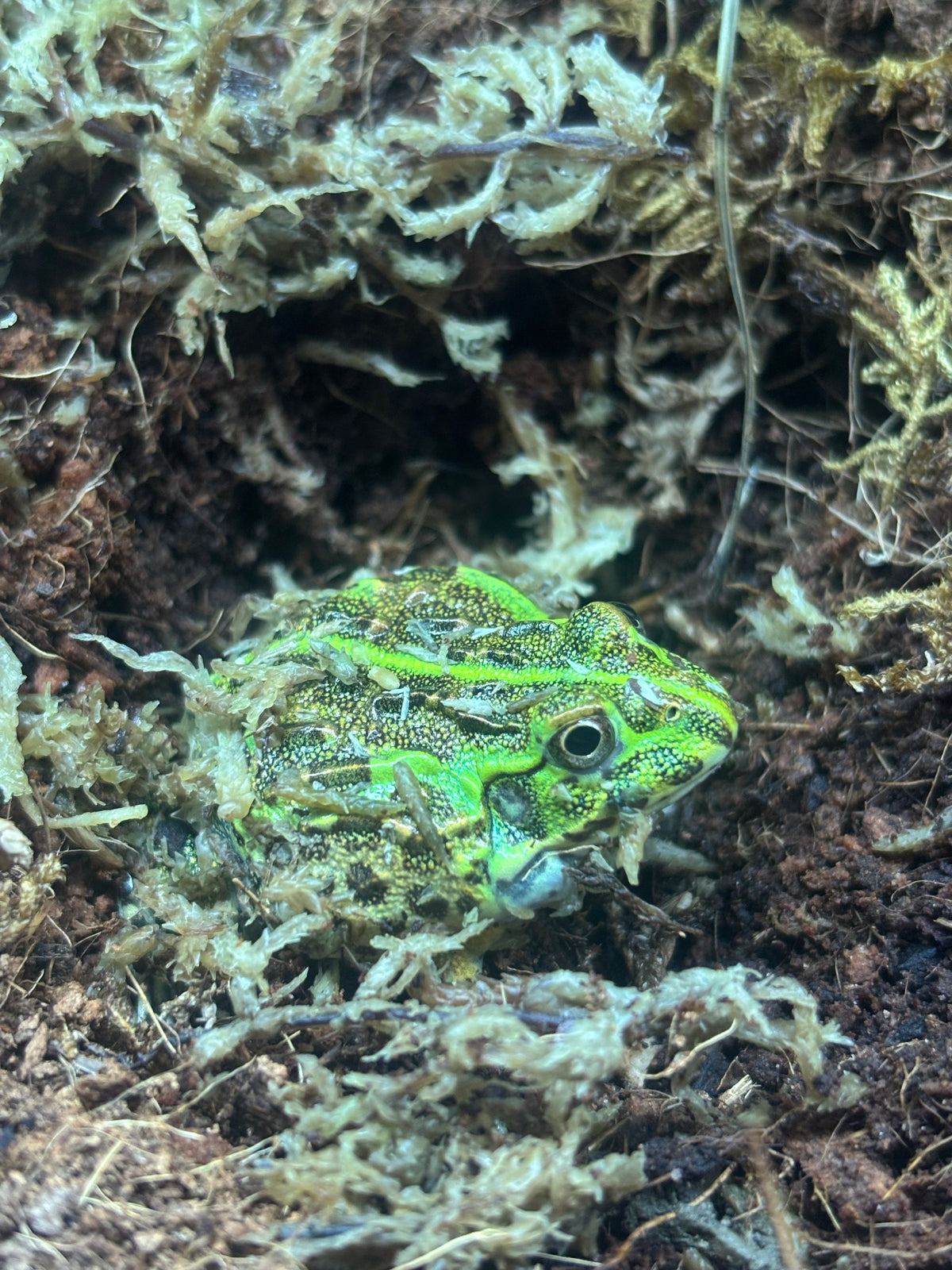 CB Giant African Bullfrog
