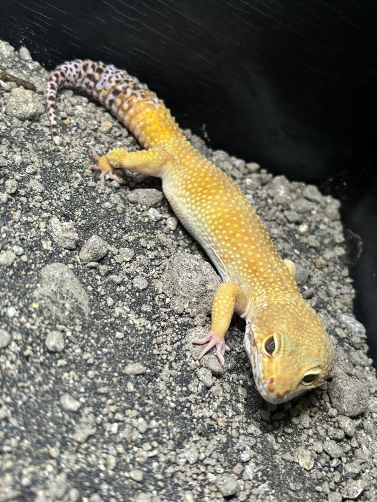 SHCT Tangerine Leopard Gecko CB23 Male