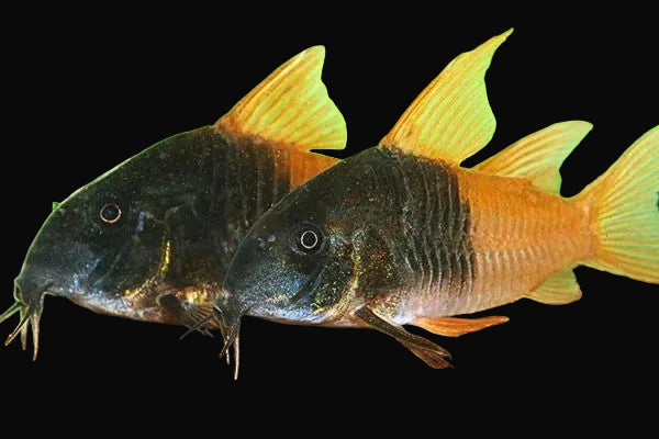 Hoplisoma Corydoras CW217 5-6cm