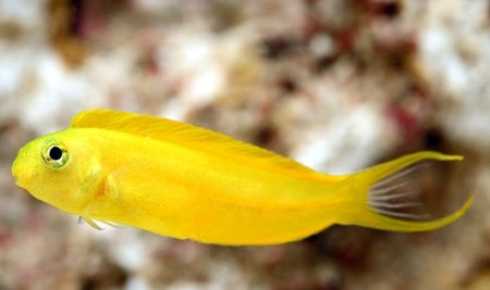 Canary Blenny MED