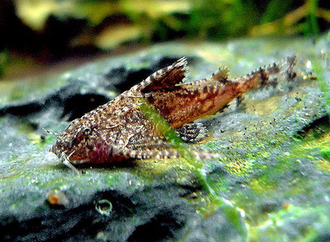 Elongated Moth Catfish 6cm