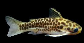 Perugia’s Woodcat 5cm