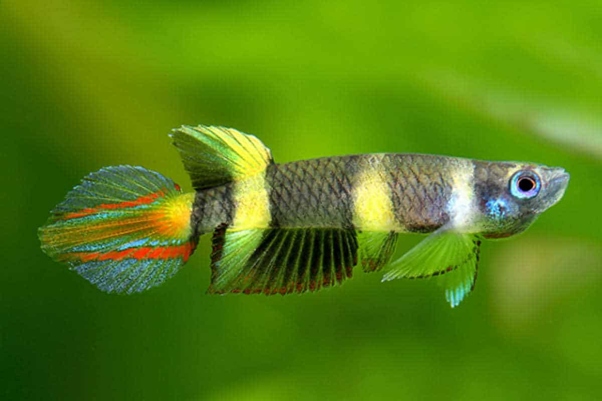 Clown Killifish 1.8cm