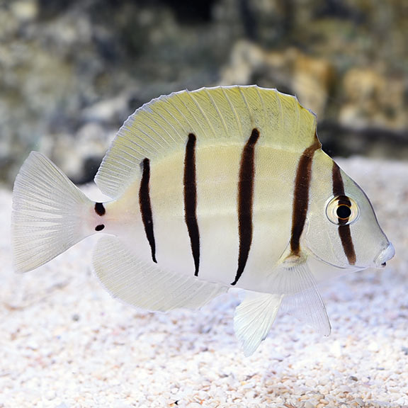 Convict Tang SML