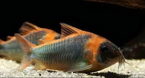 Corydoras True Eques 6cm