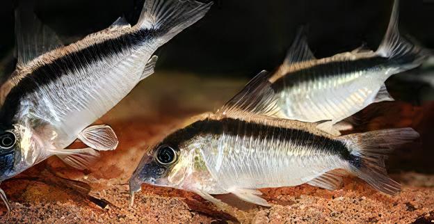 Corydoras Arcuatus Skunk C20 5-6cm