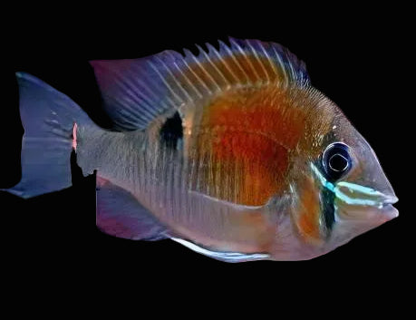 Cupid Cichlid 5-6cm - Tropical Supplies