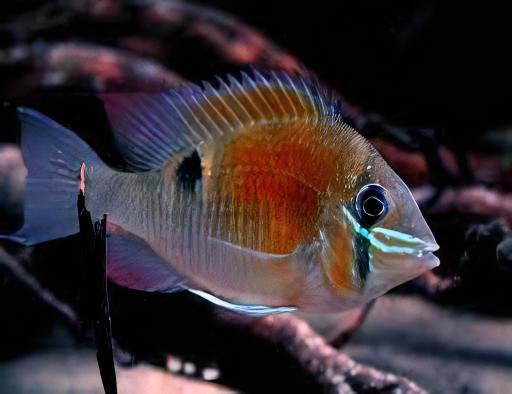 Cupid Cichlid 5-6cm