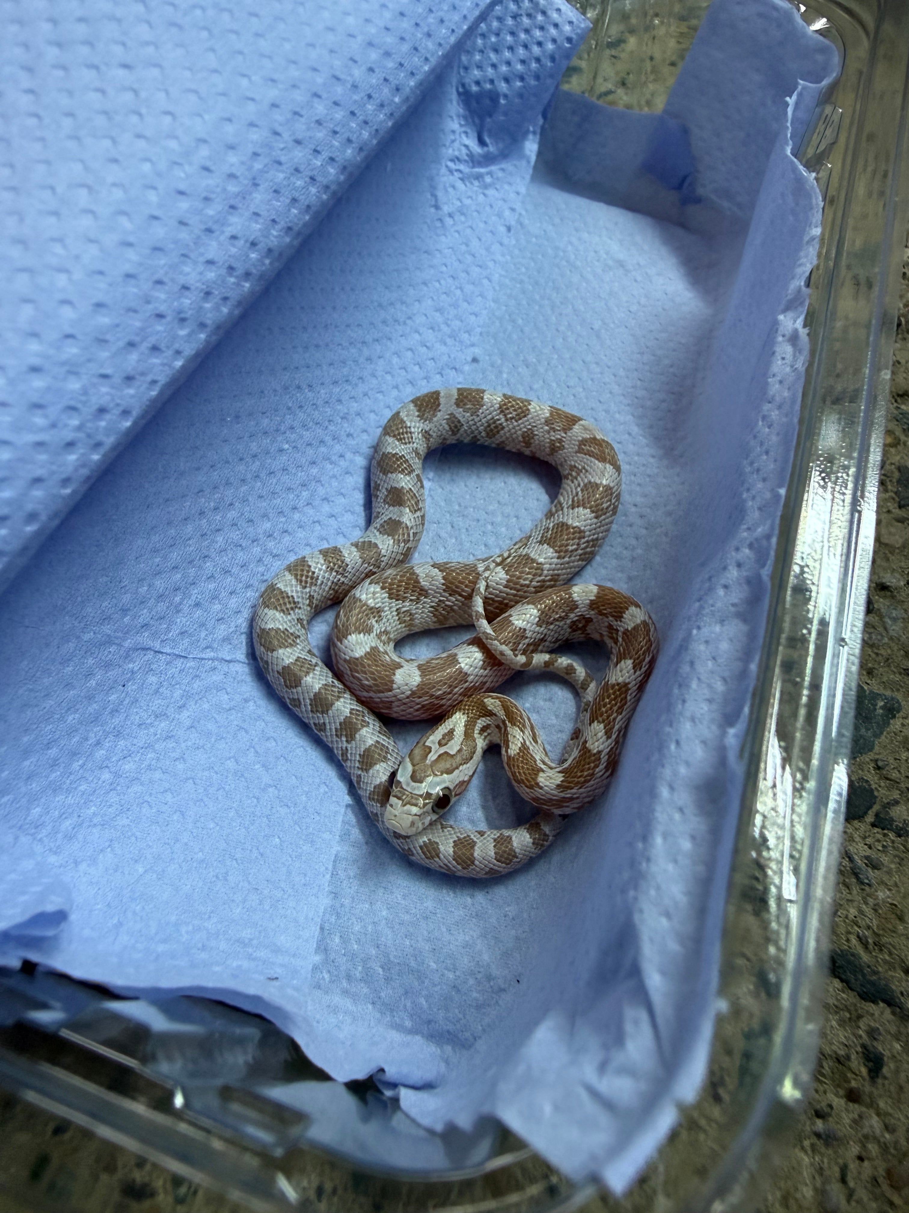 Gold Dust Corn Snake CB26