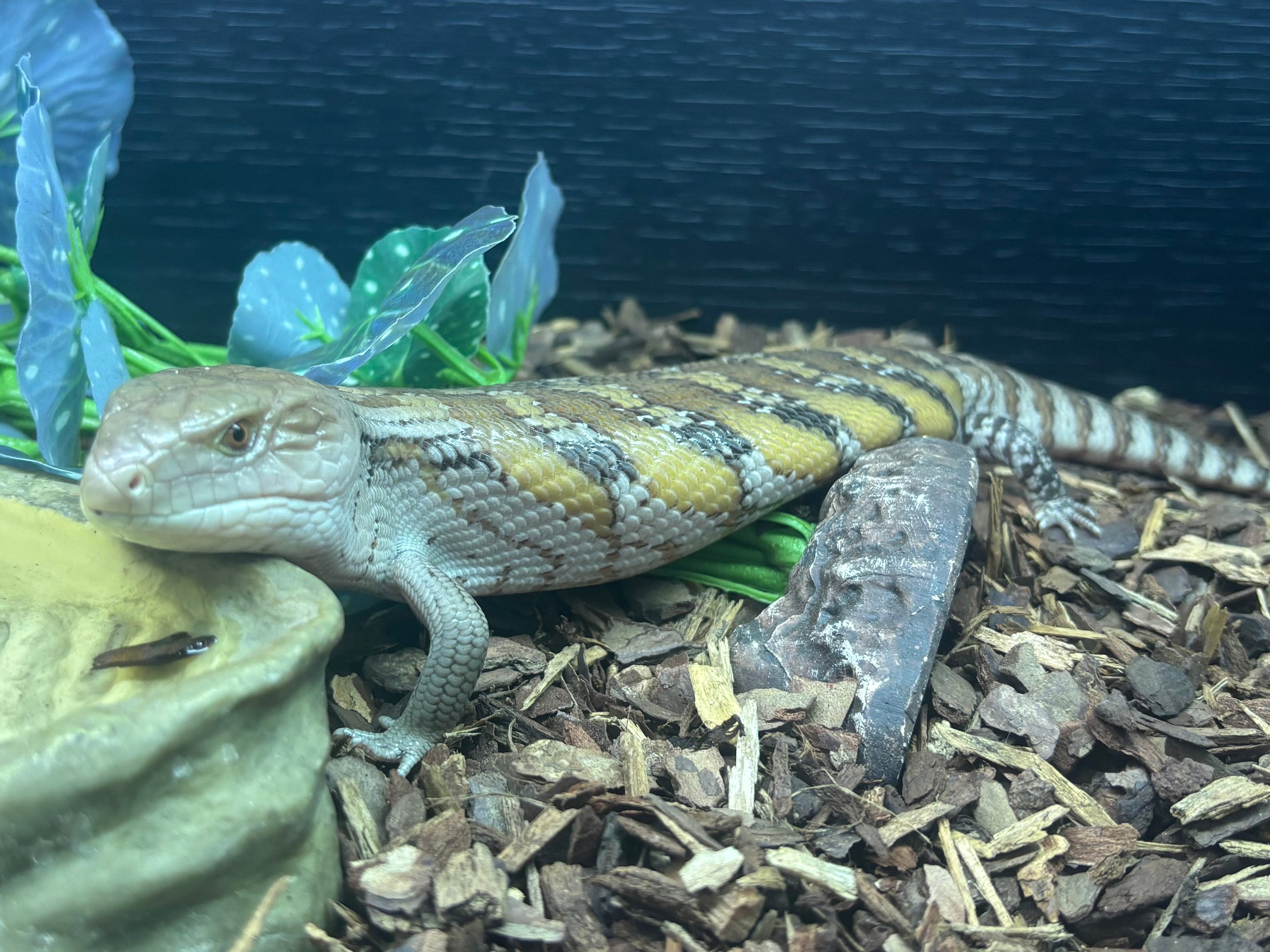 Northern Blue Tongue Skink Cb26