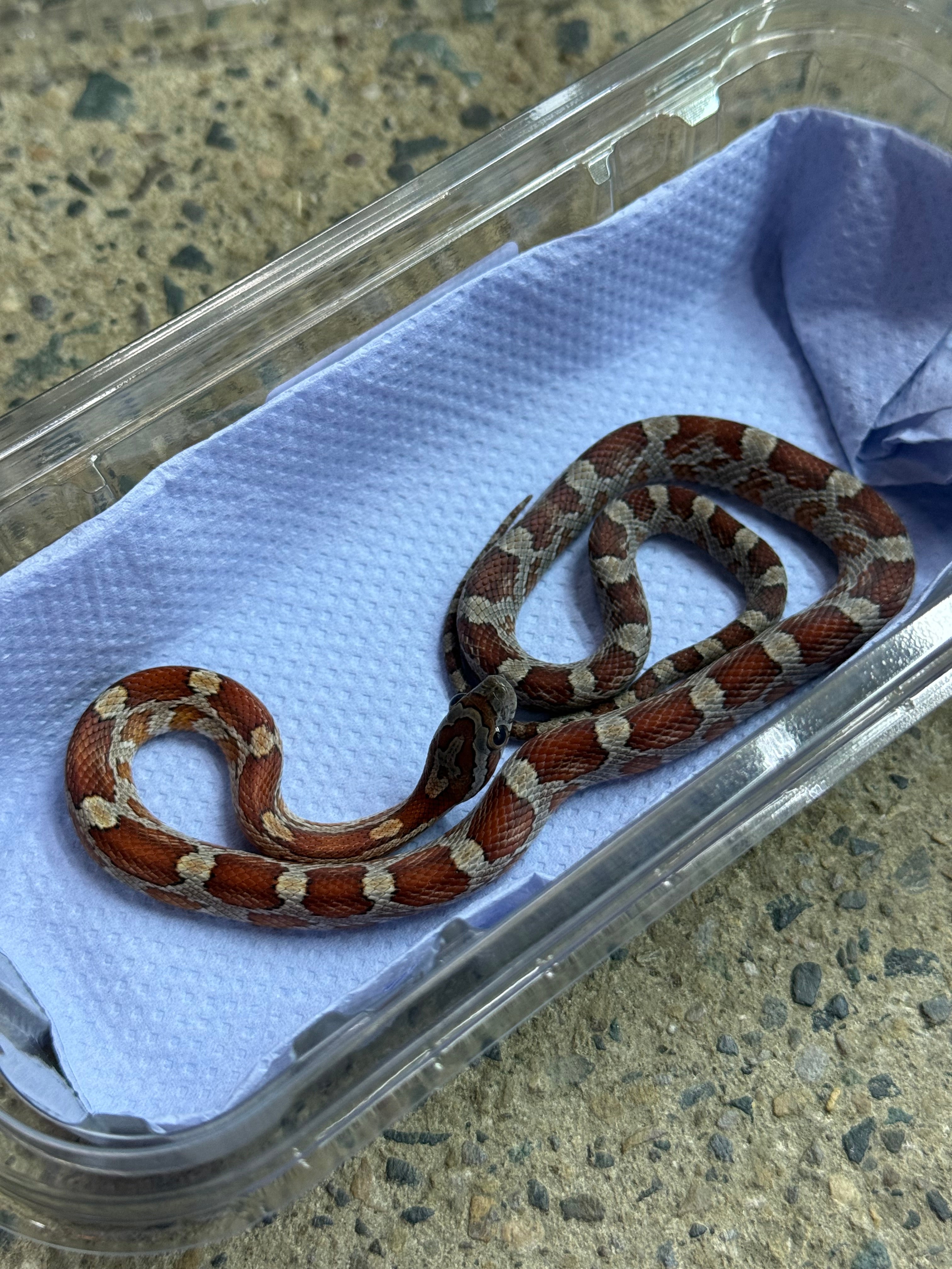 Normal Corn Snake CB26