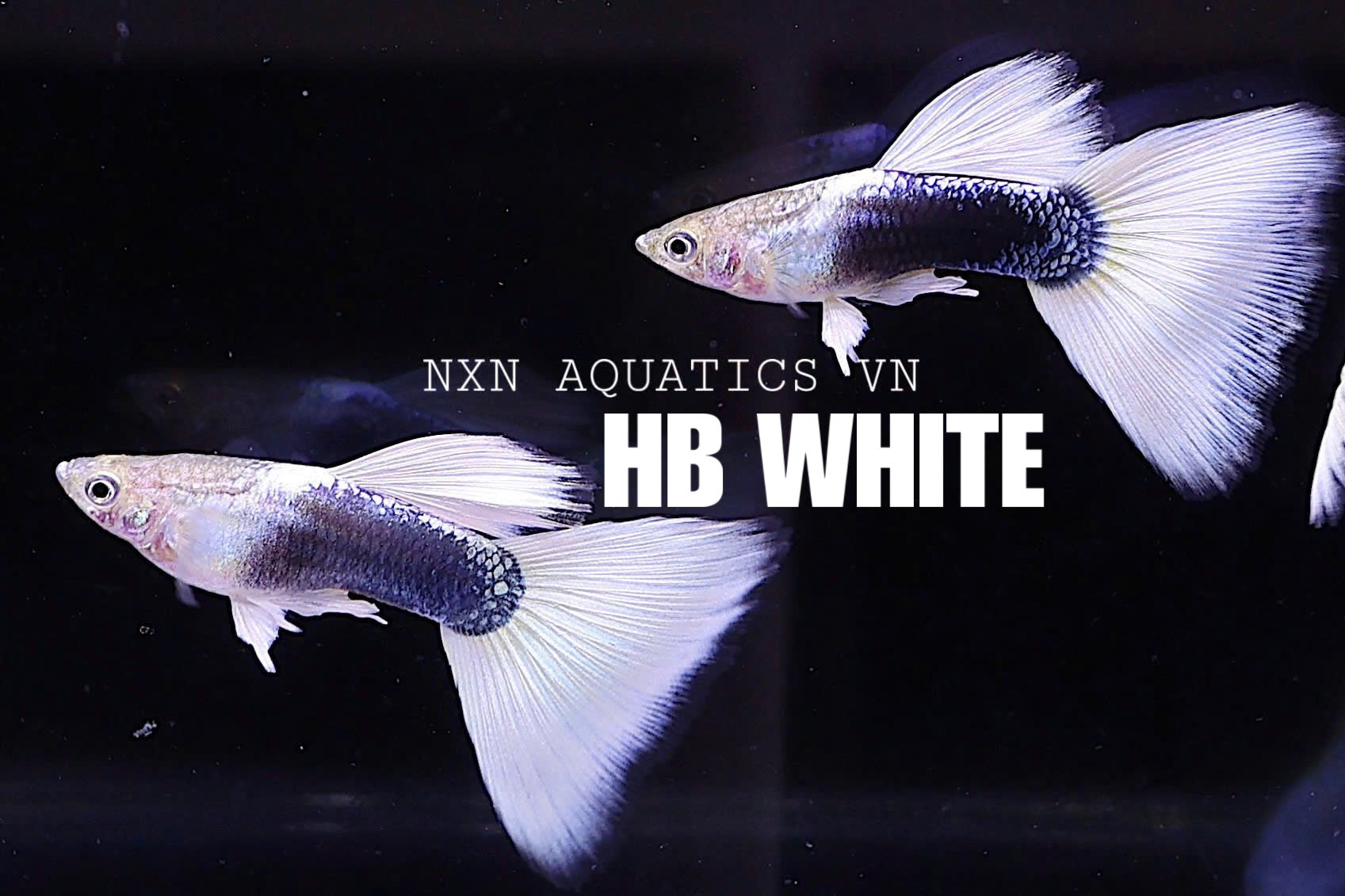 HB White Guppy Pair 3-4cm