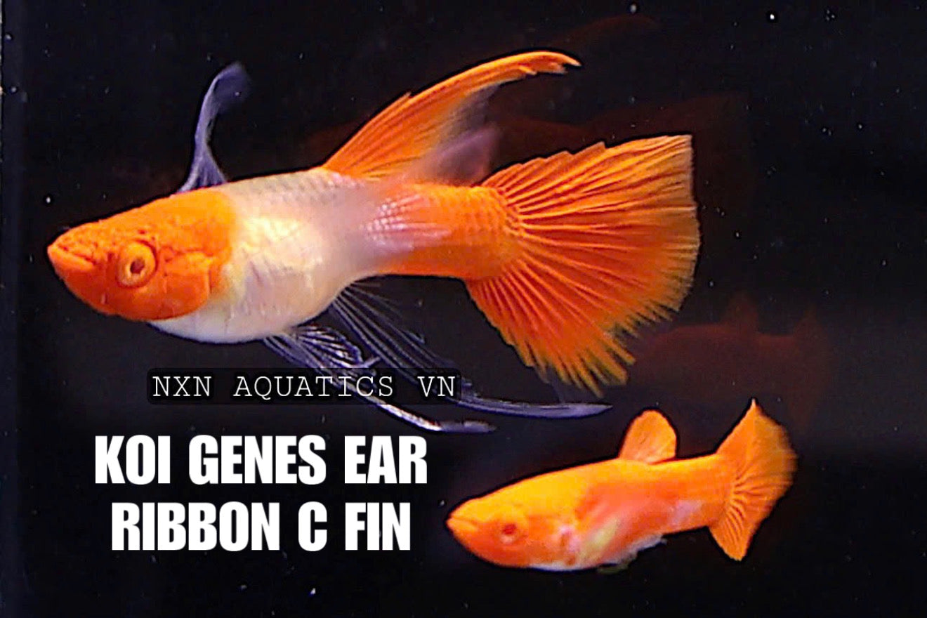 Koi Genes Ear Ribbon Fin C Guppy Pair 3-4cm