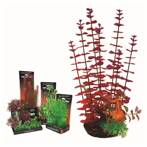 Hugo Boxed Plant Mix 4 35Cm - Tropical Supplies North East