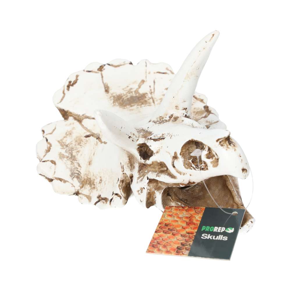 ProRep Triceratops Skull 17x12x12.5cm