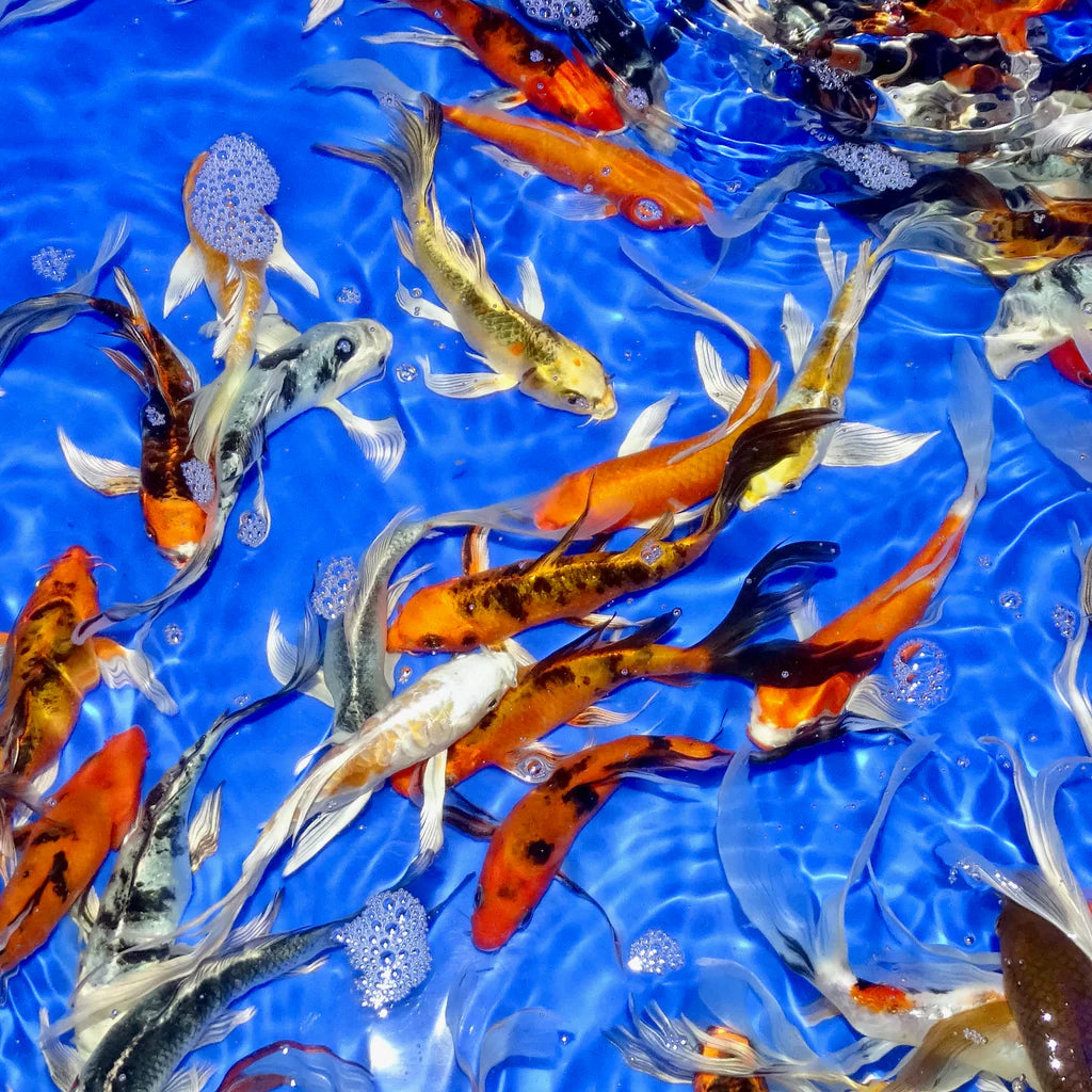 Assorted Butterfly Koi 3-4"