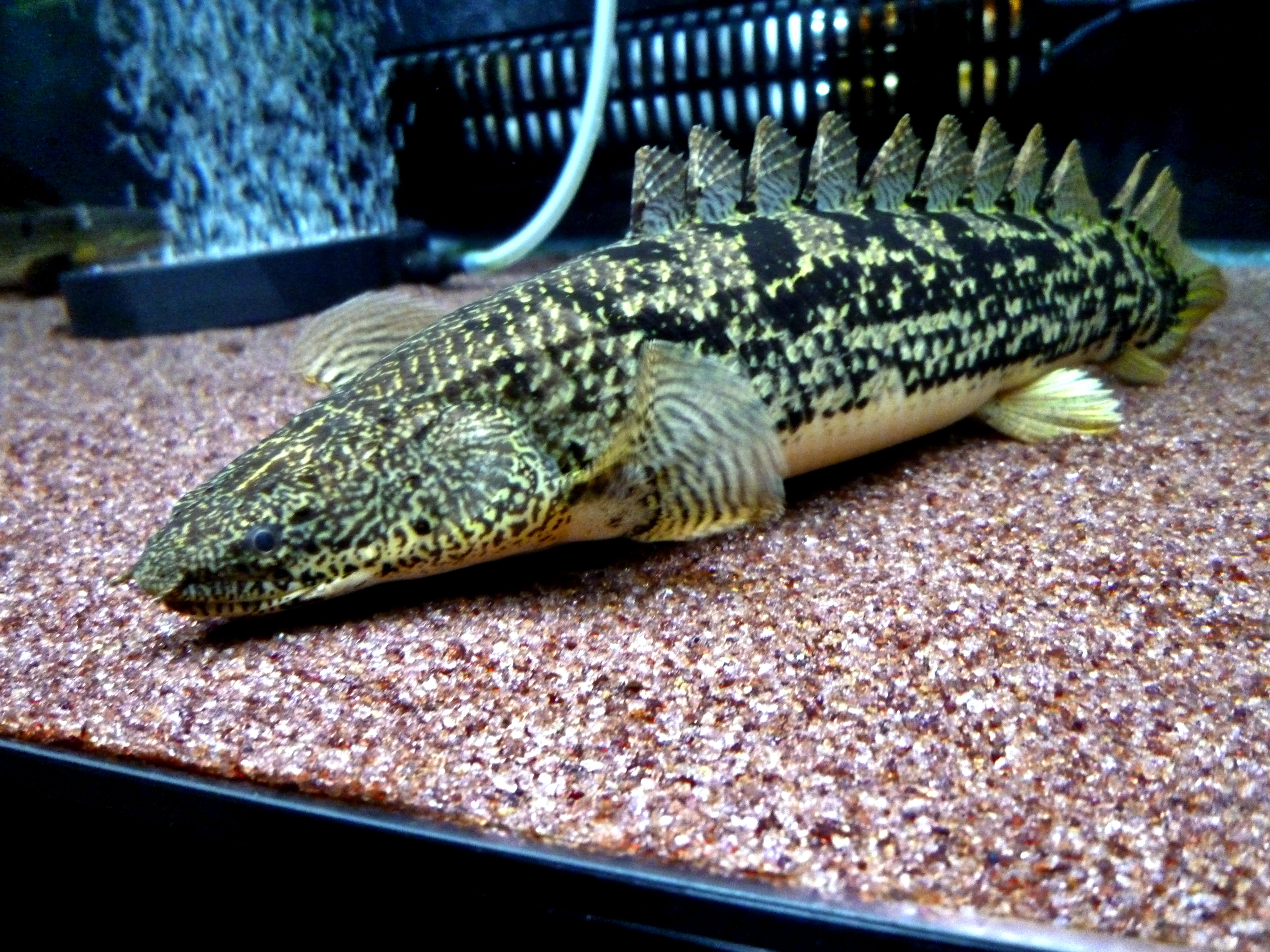 Ornate Bichir 12cm