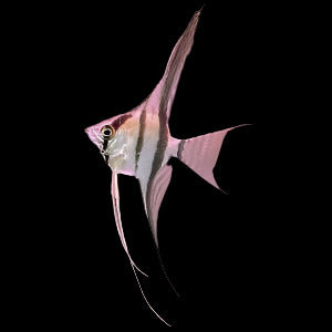 Amazon Scalare Angelfish Long Fin 4cm