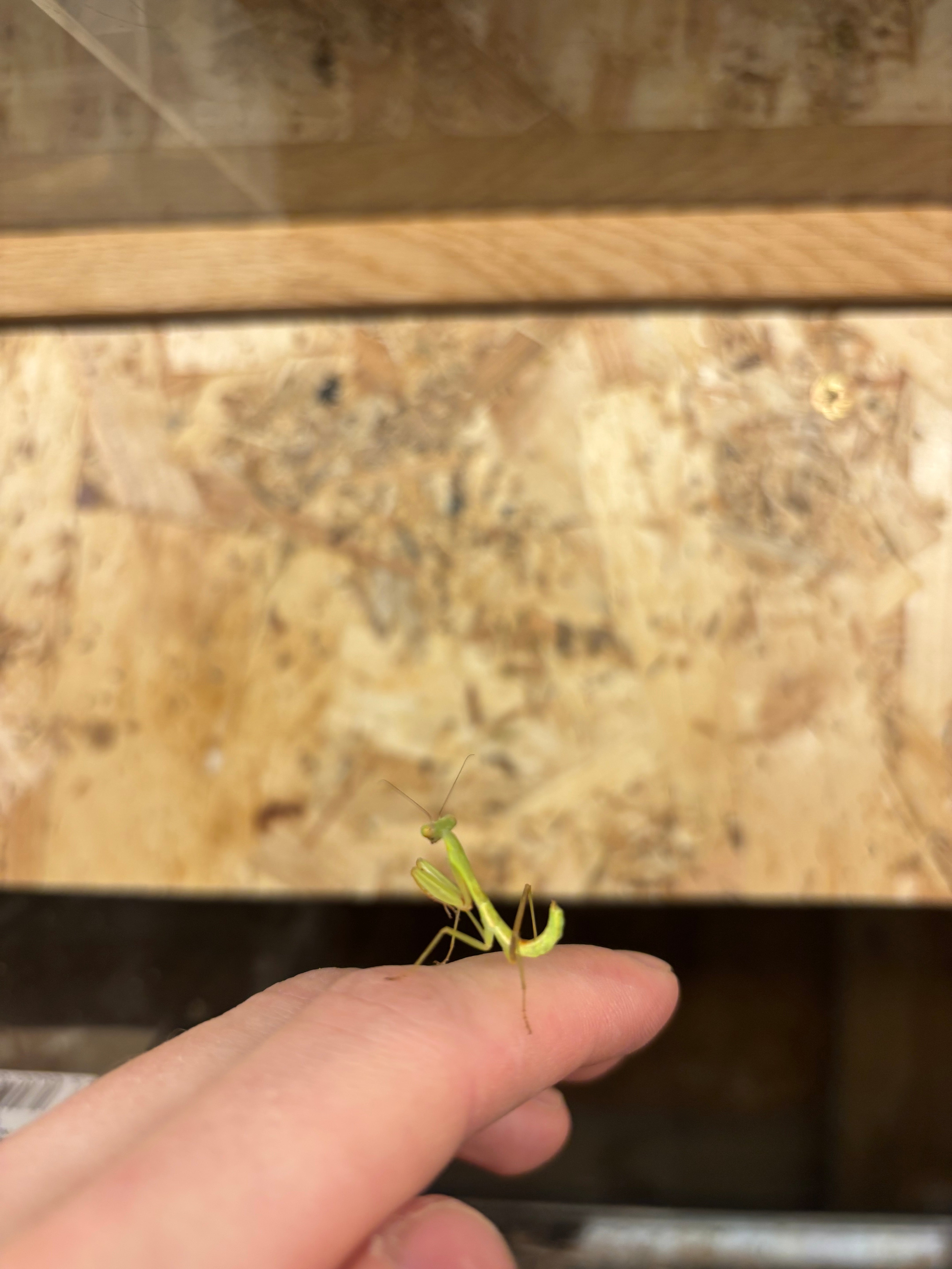 Giant Rainforest Mantis
