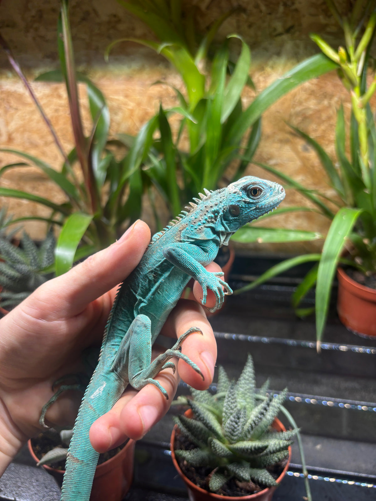 Blue Iguana CB26