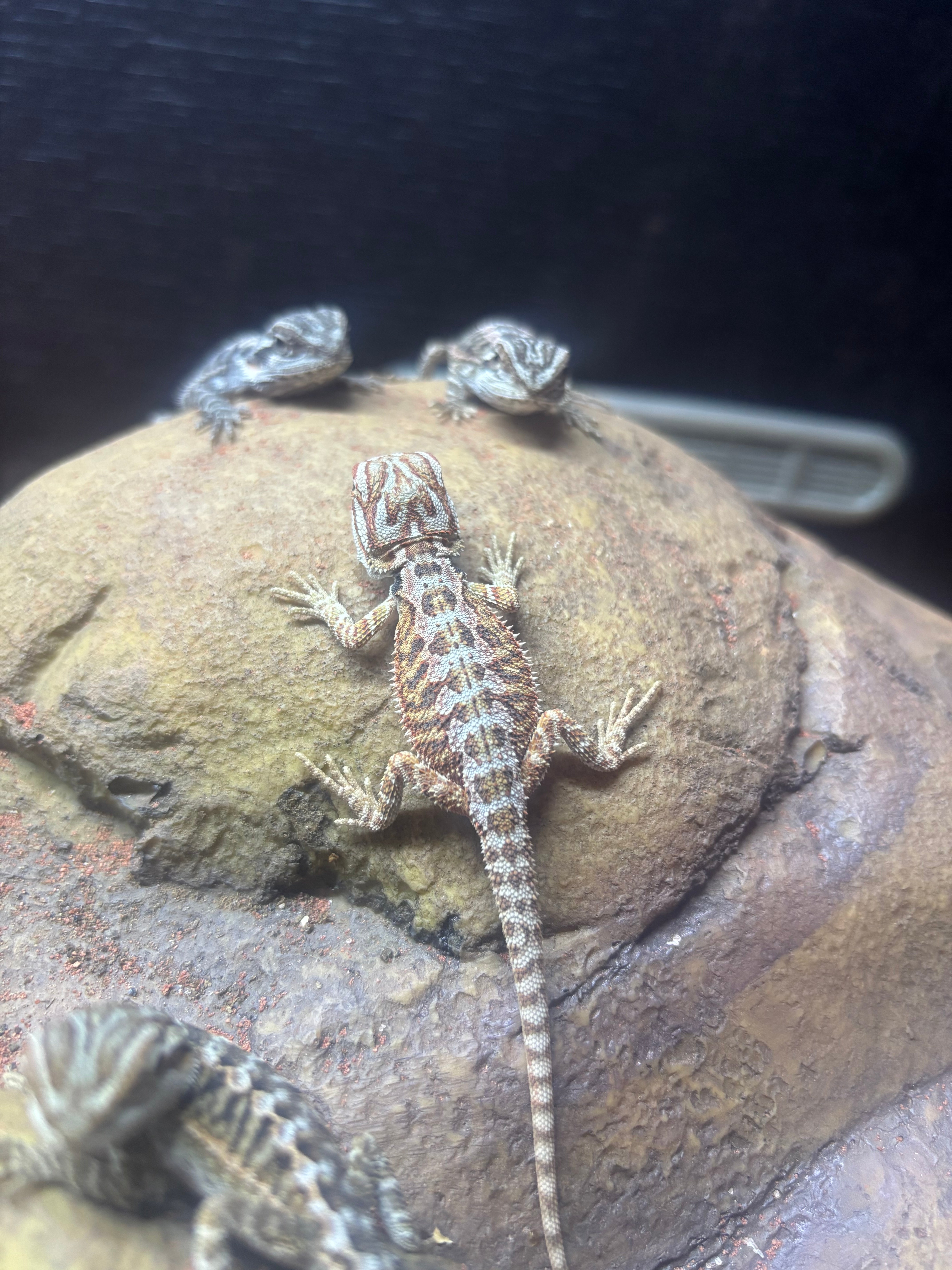 Translucent Hypo Red X Blue Bar Leatherback Bearded Dragon