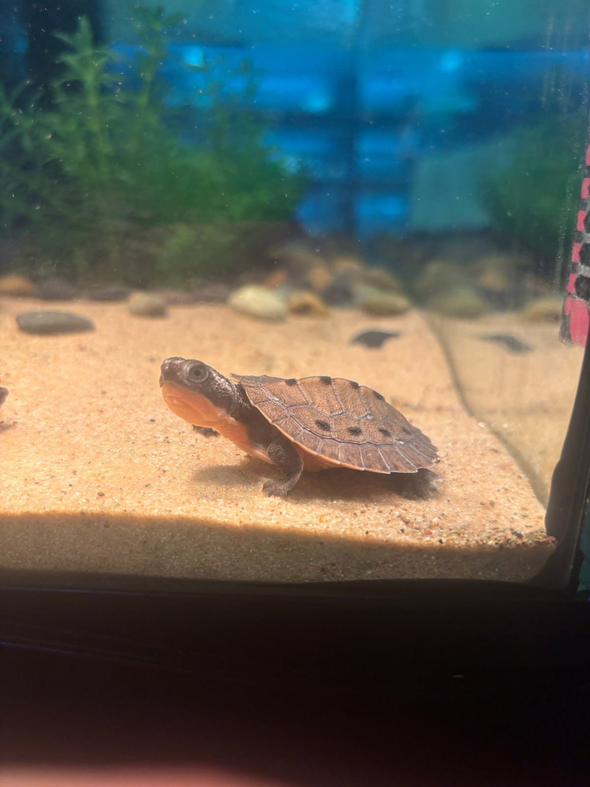 Pink Bellied Snapping Turtle CB26