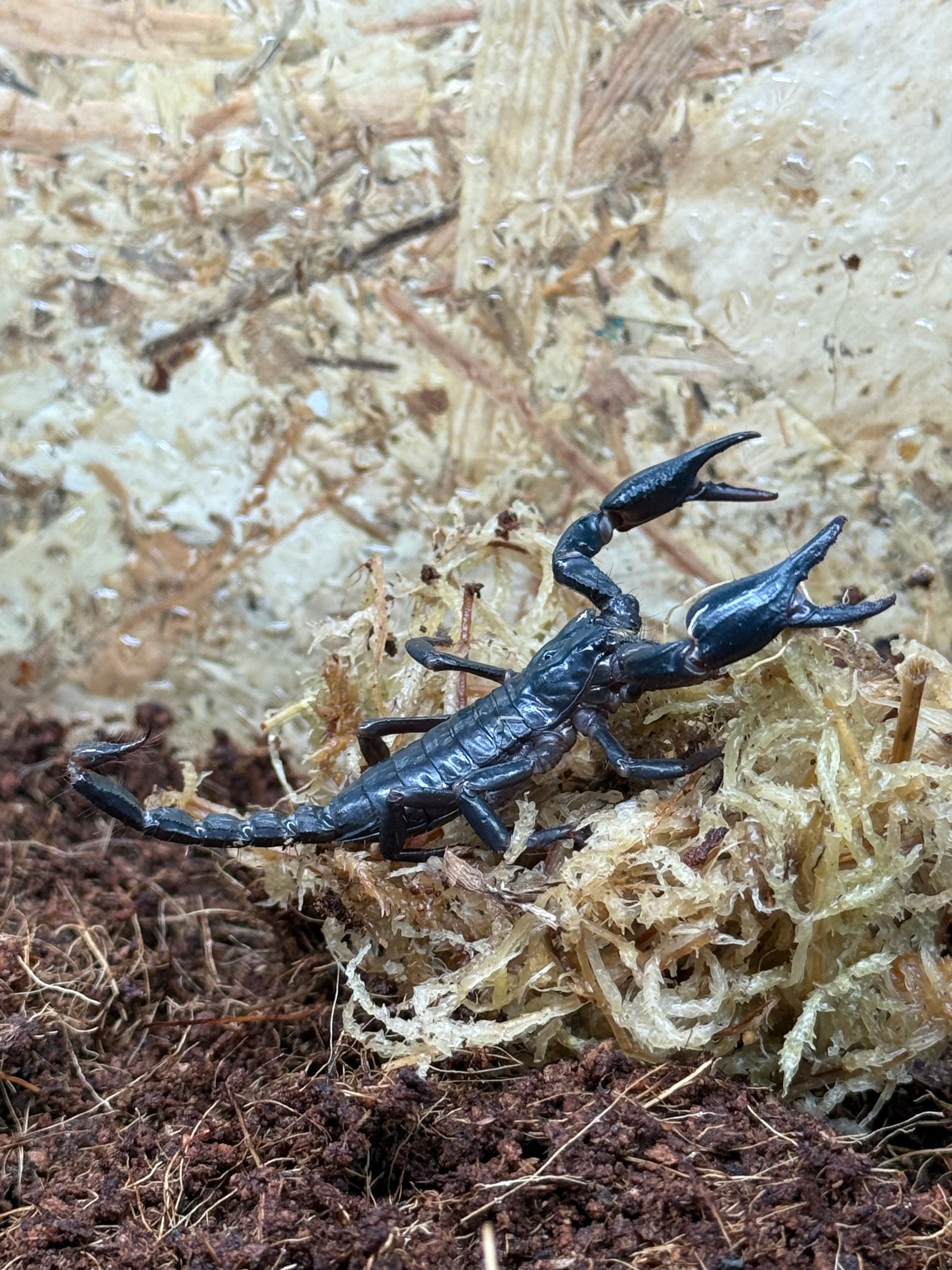 Asian Forest Scorpion 6cm WC