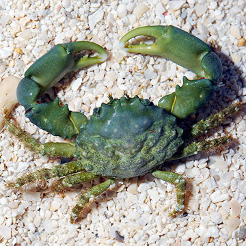 Emerald Crab MED