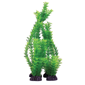 Hugo Hornwort Green 30Cm - Tropical Supplies North East