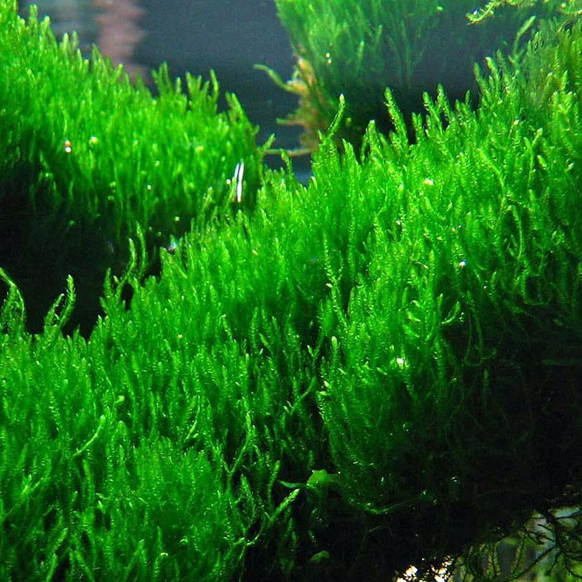 Flame Moss 2oz