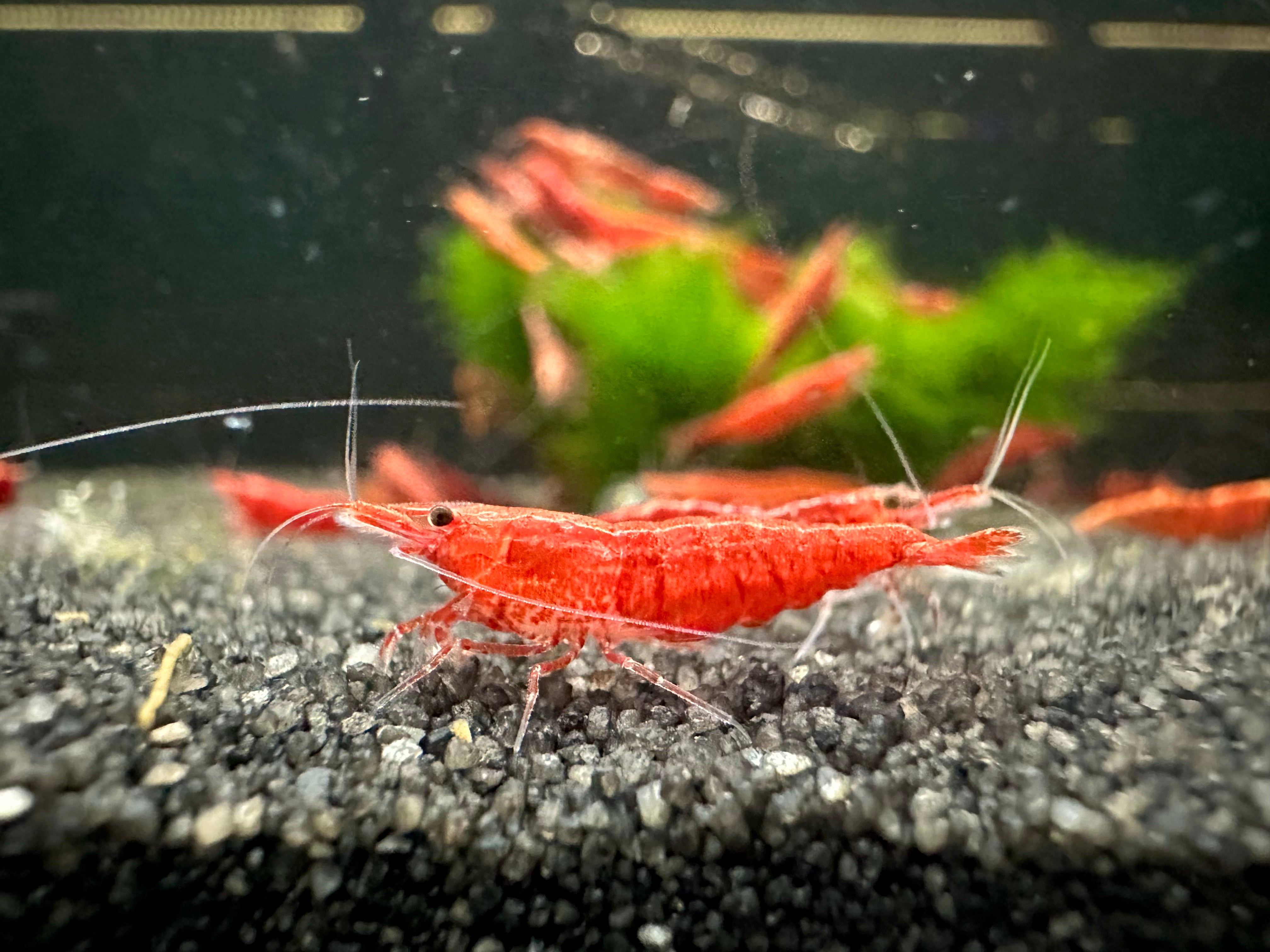 Super Red Cherry Shrimp 2cm
