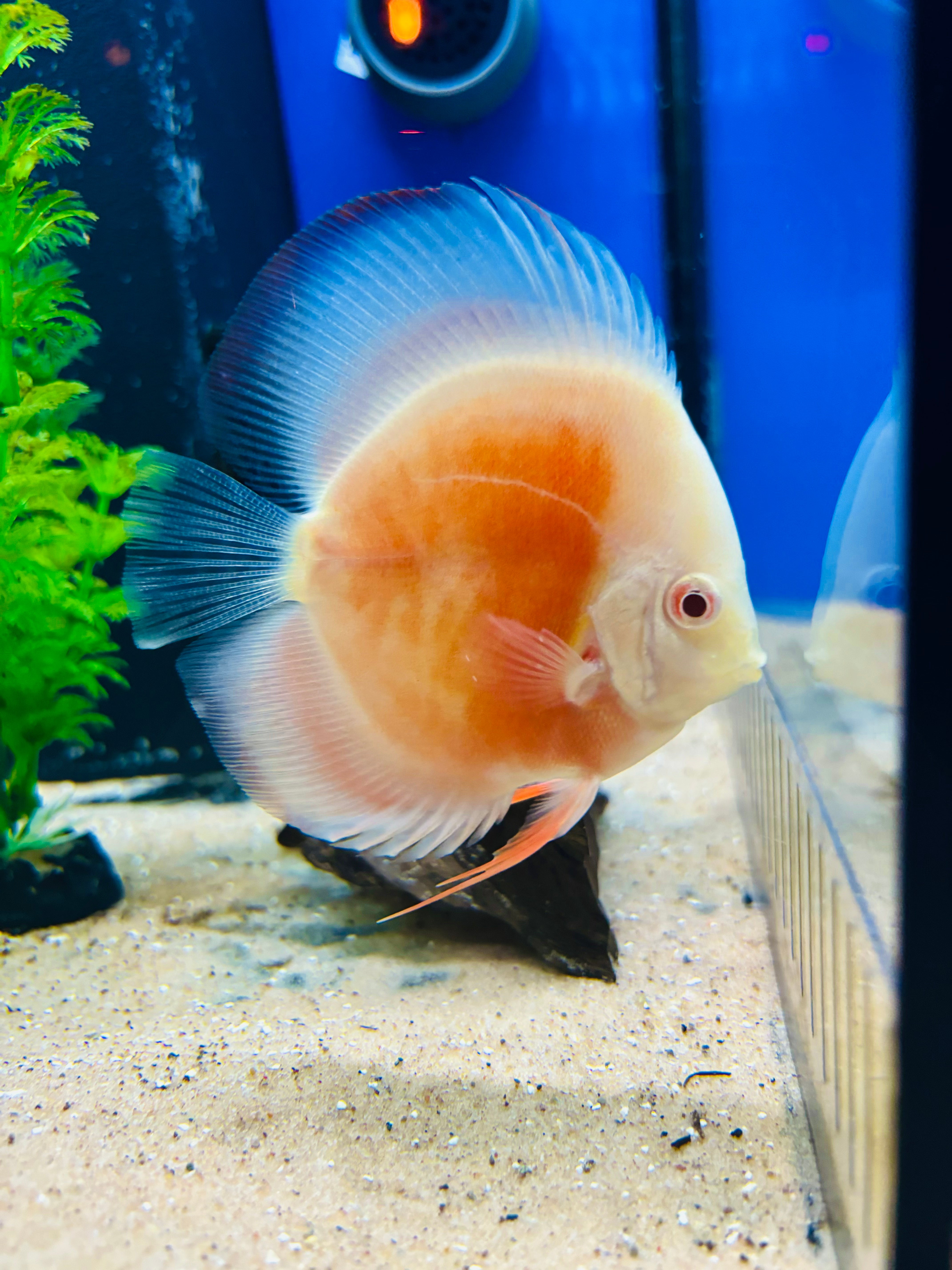 Albino Red Cover A-Grade Discus 3-3.5" Body Size