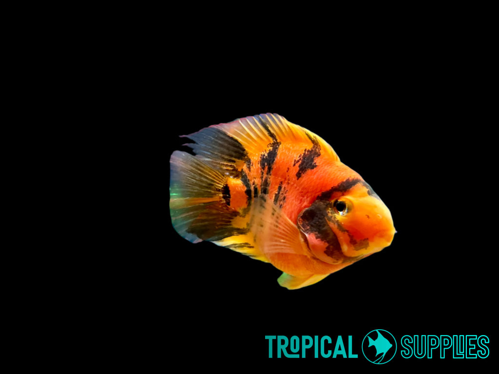 Red Tiger King Kong Parrot Fish 5-6" - Tropical Supplies North East