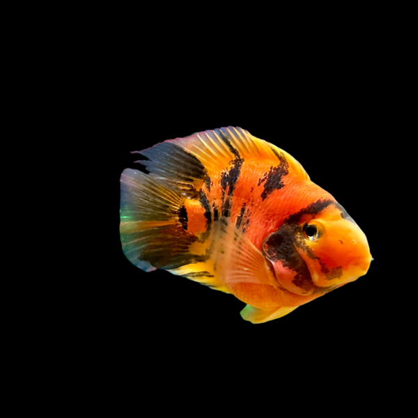 Red Tiger King Kong Parrot Fish 5 6