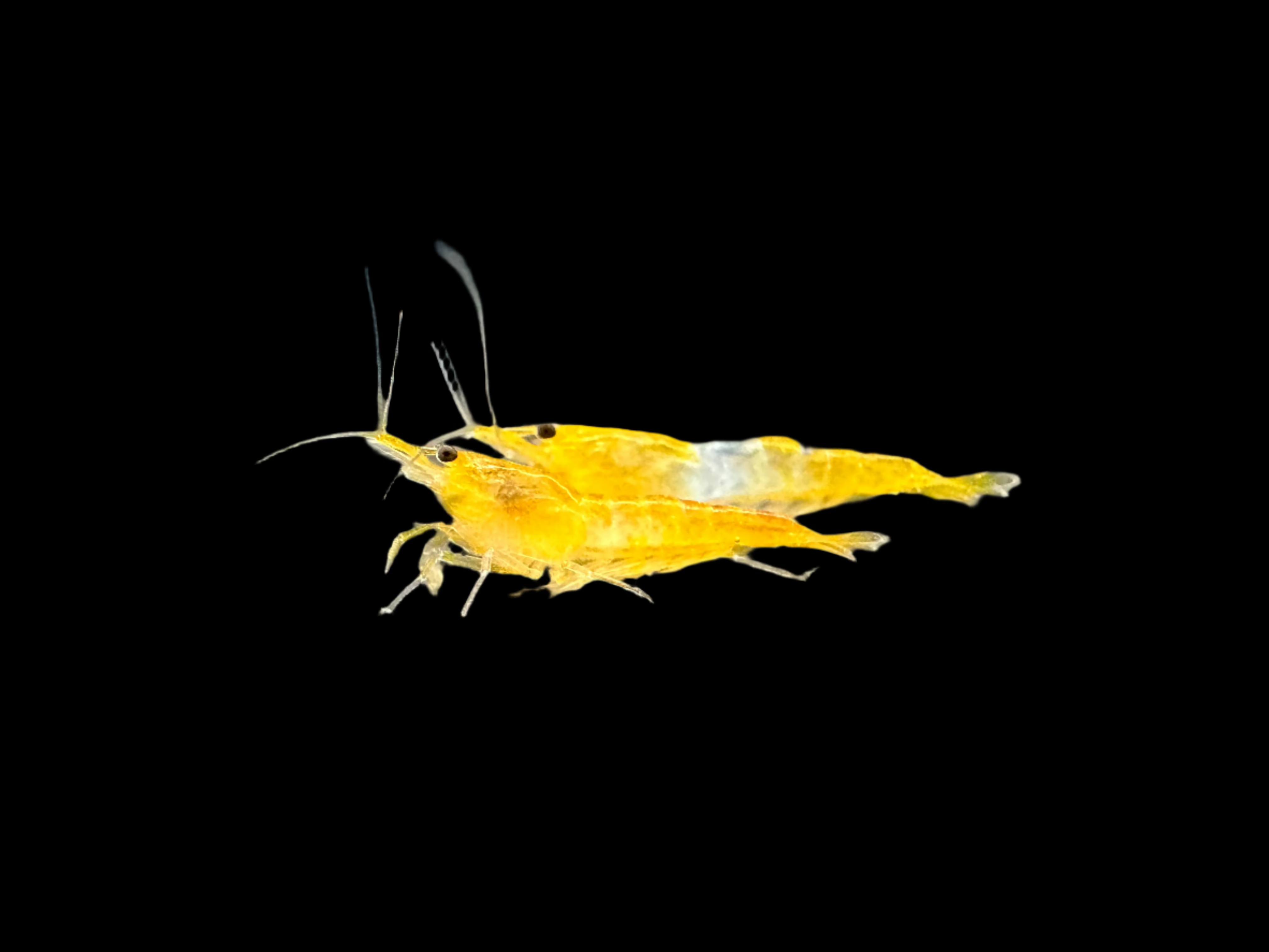 Yellow Rili Orange Rili Shrimp 0.8-1cm
