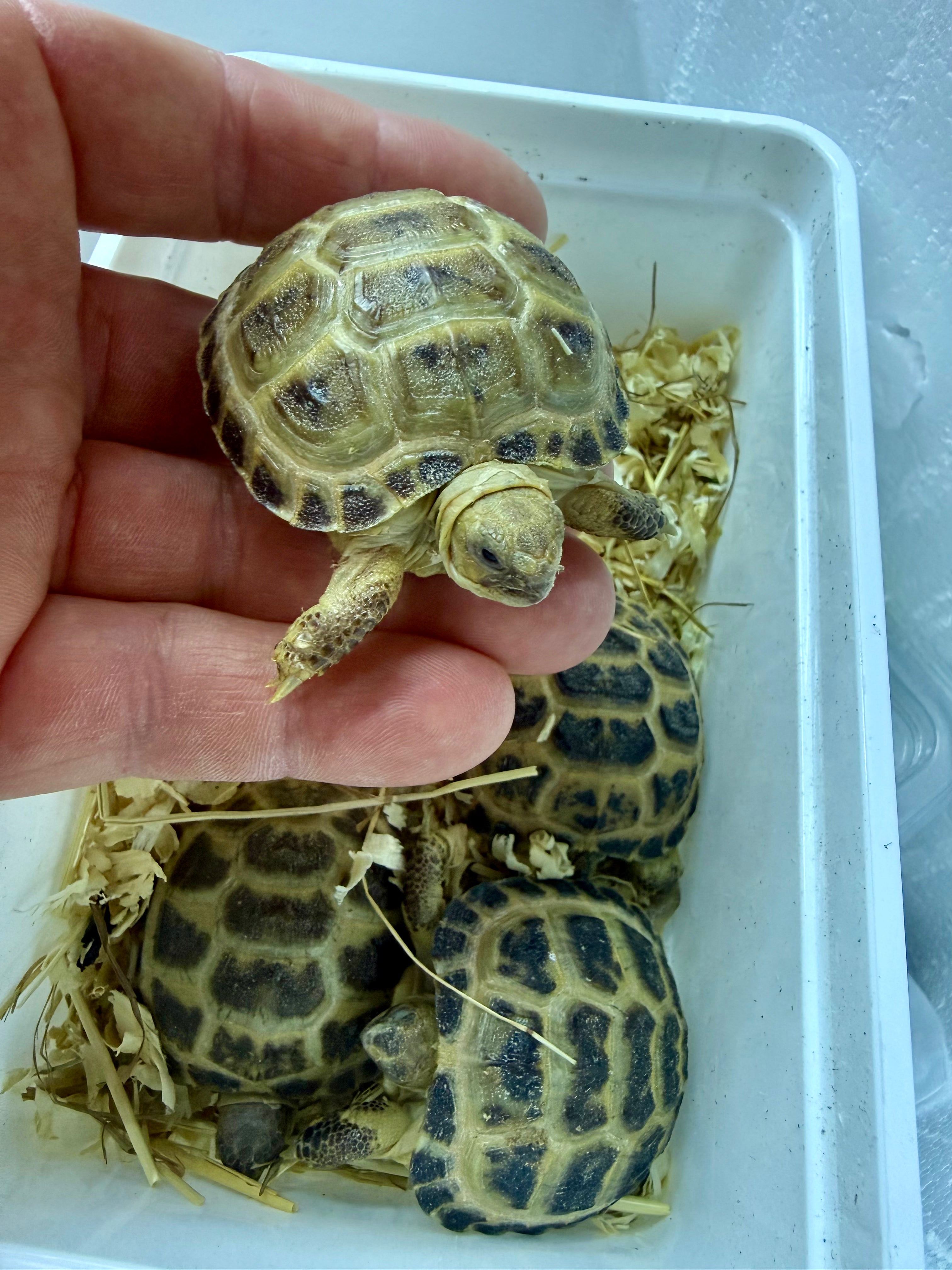 Horsefield Tortoise CB25