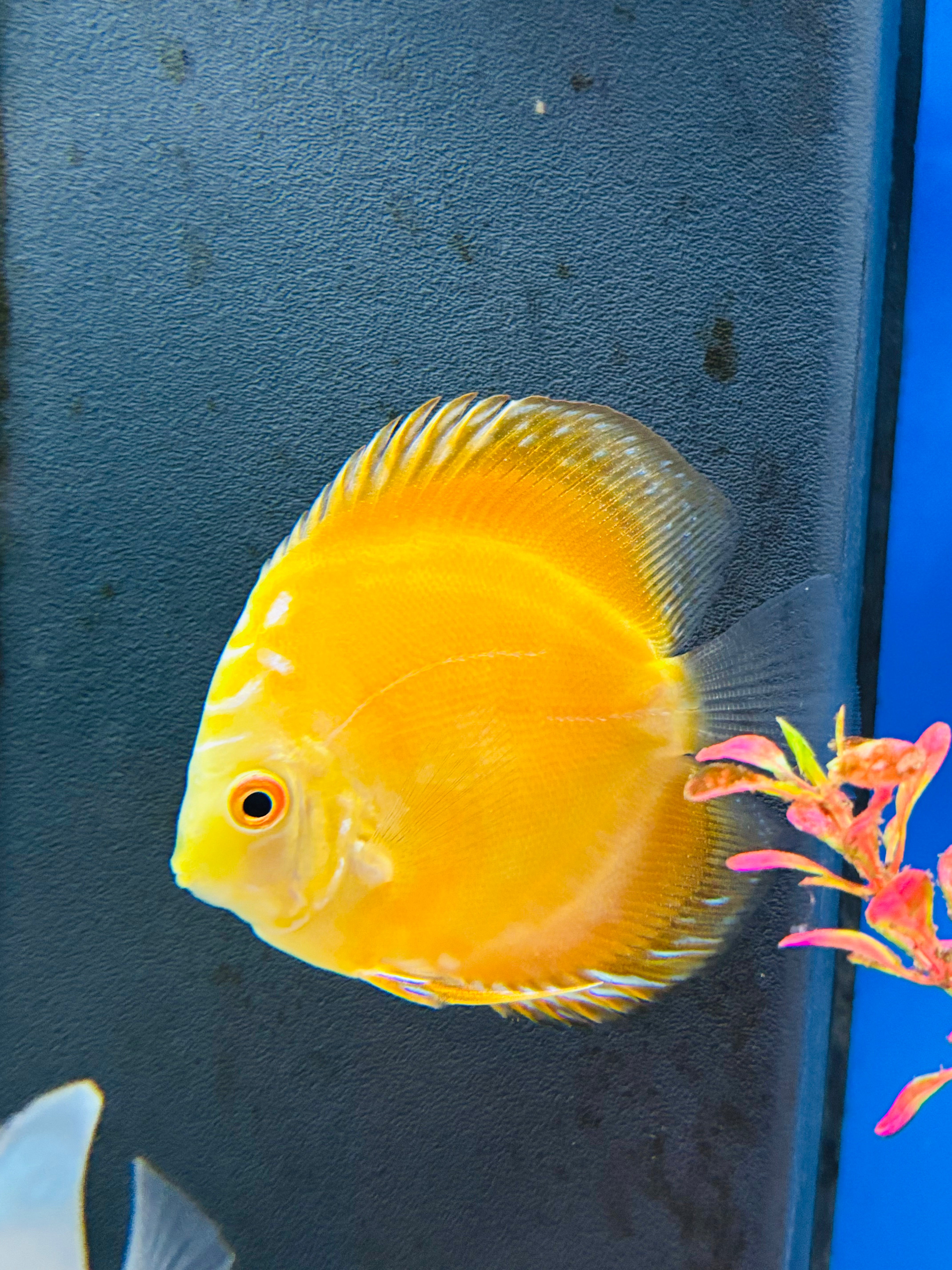 Assorted A-Grade Discus 3-3.5" Body Size