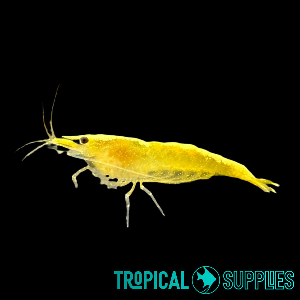 Yellow Cherry Shrimp Gold Stripe 1.5-2cm - Tropical Supplies North East