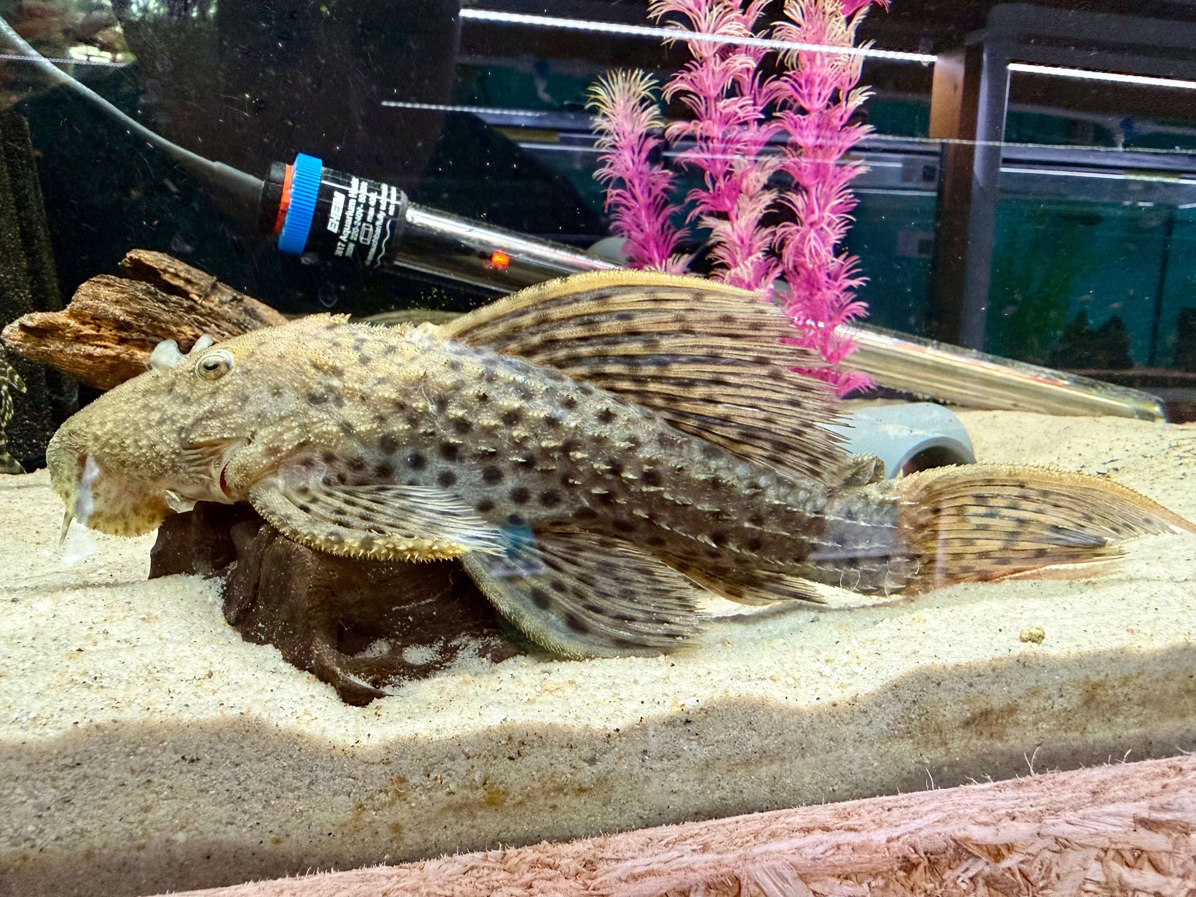 L273 Yellow Titanic Pleco 24cm