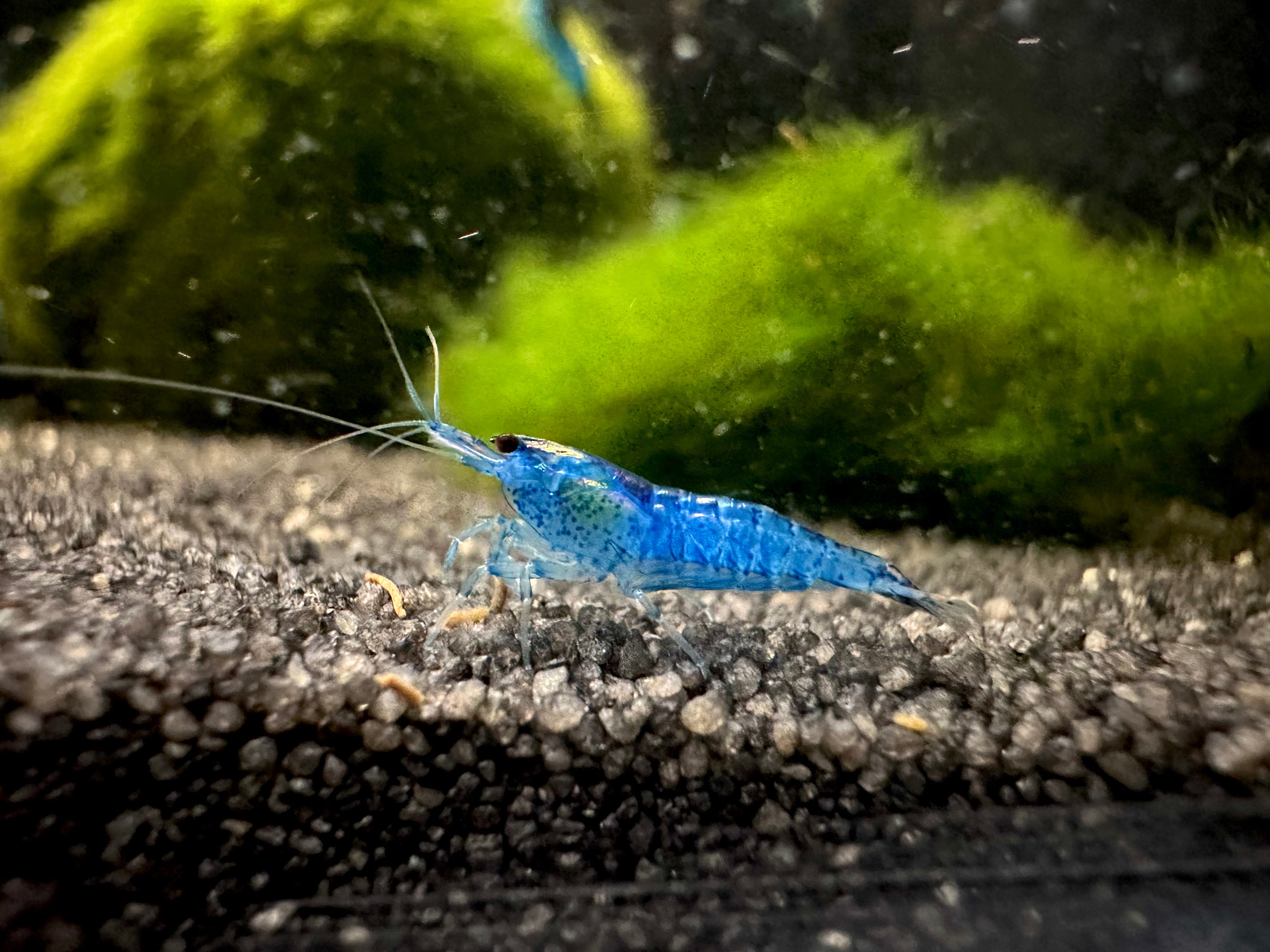 Blue Velvet Shrimp 1.5-2cm