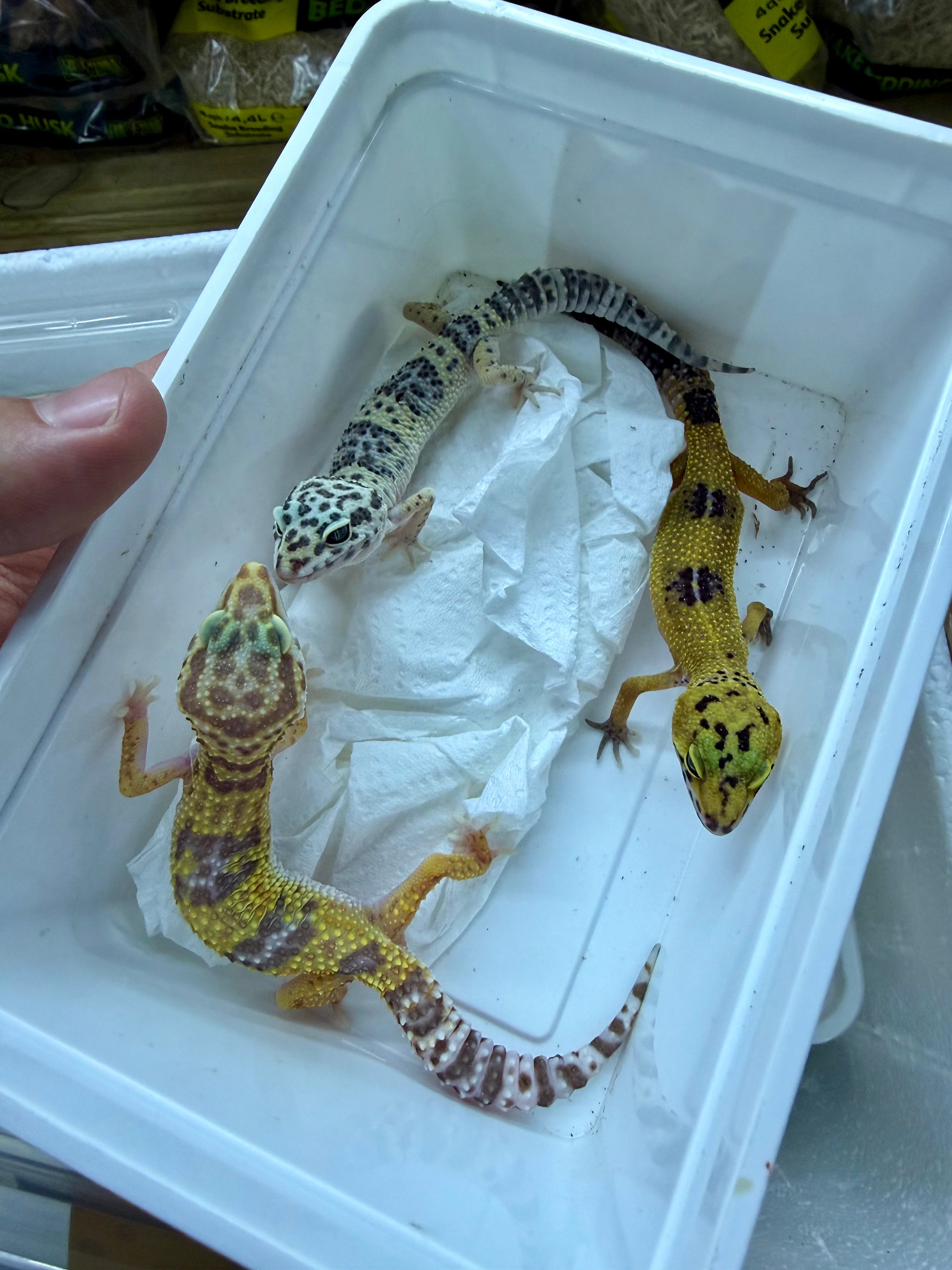Normal Leopard Gecko CB26