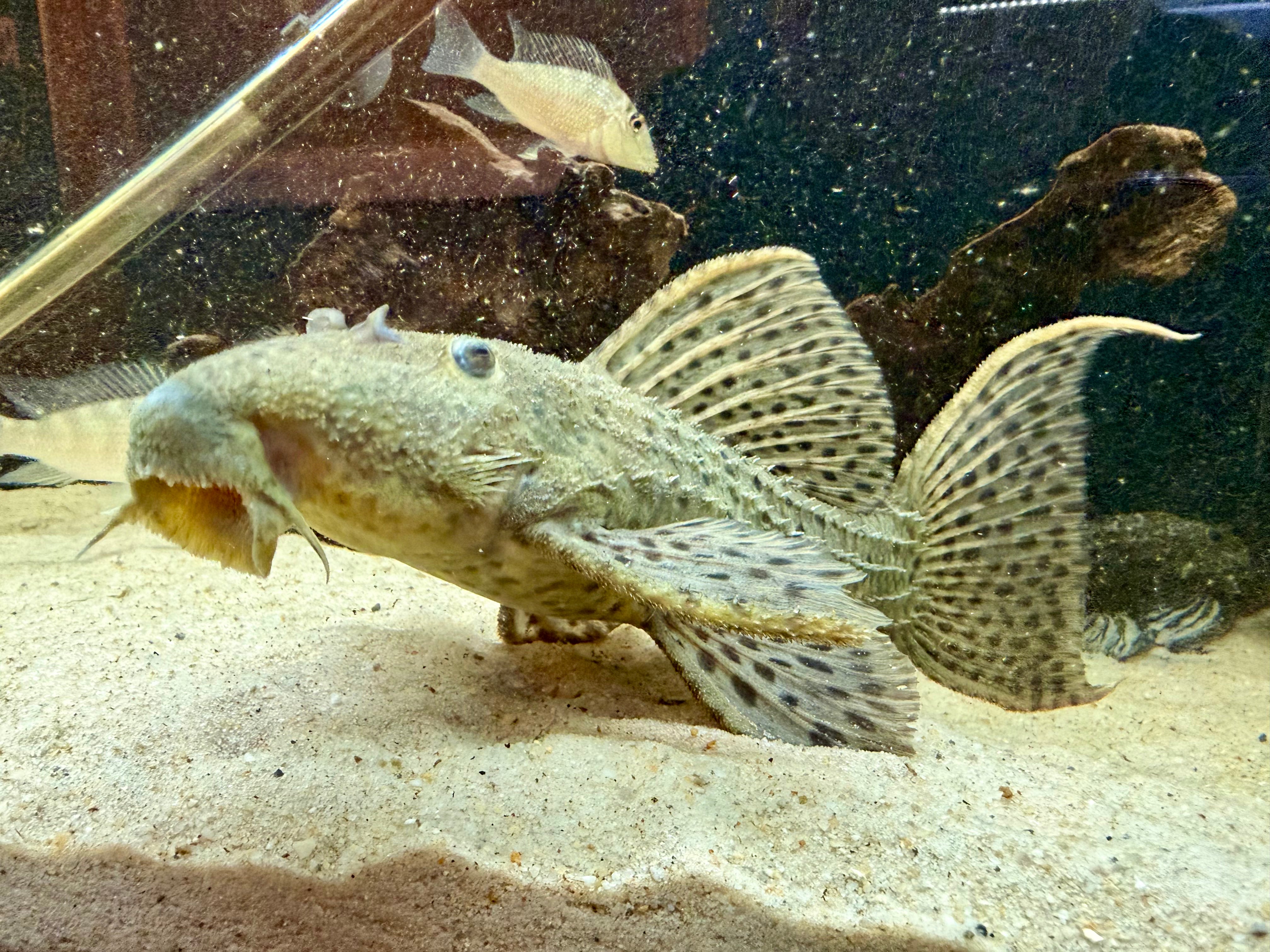 Spiny Monster Pleco L160 24cm
